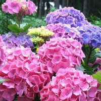 Гортензия крупнолистная Bouquet Rose (Букет Роуз)