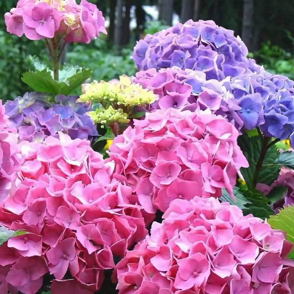 Гортензия крупнолистная Bouquet Rose (Букет Роуз)