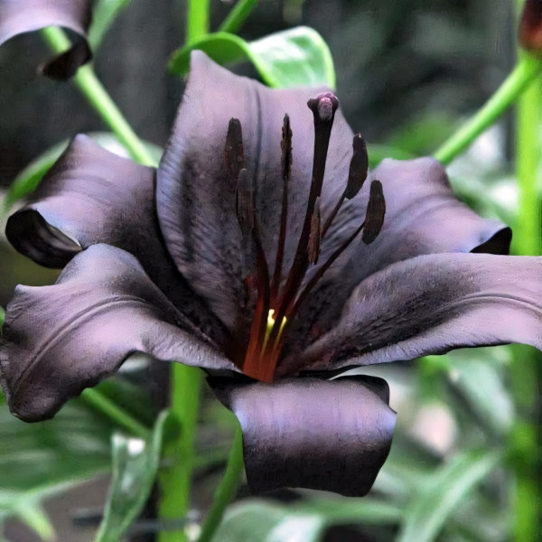  Лилия азиатская Black Charm (Блэк Шарм)