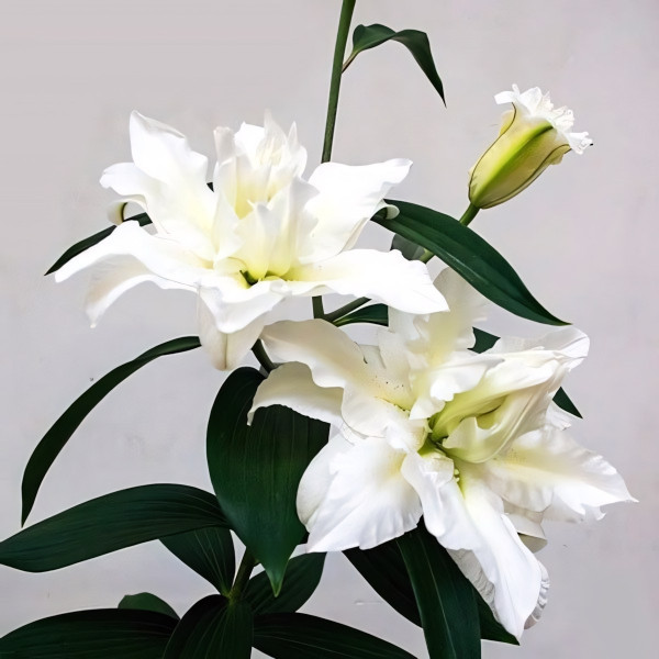  Лилия восточная Bowl of Beauty (Боул оф Бьюти)