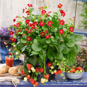 Клубника Руби Энн 5 шт. в упаковке