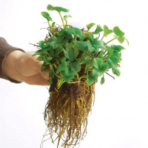 Клубника Руби Энн 5 шт. в упаковке