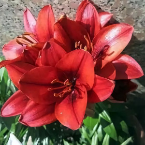  Лилия азиатская Cherry Joy (Черри Джой)