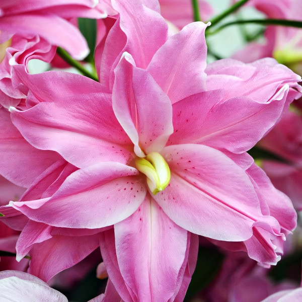  Лилия восточная Lotus Elegance (Лотус Элеганс)
