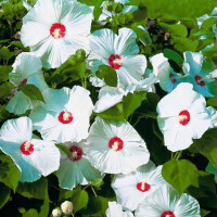 Гибискус Олд Елла