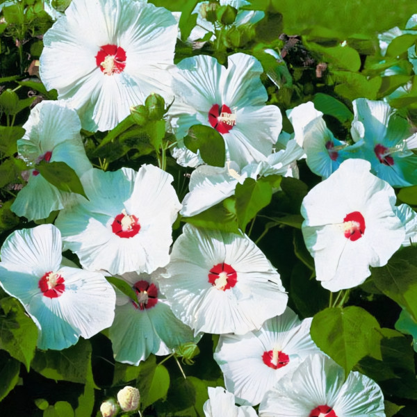 Гибискус Олд Елла