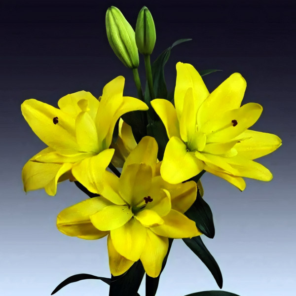  Лилия азиатская Yellow Bellies (Йеллоу Беллиз)