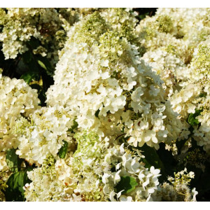 Гортензия метельчатая Grandiflora