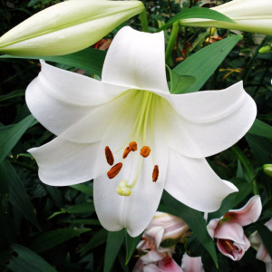  Лилия LOO гибрид White Triumphator (Уайт Триумфатор)