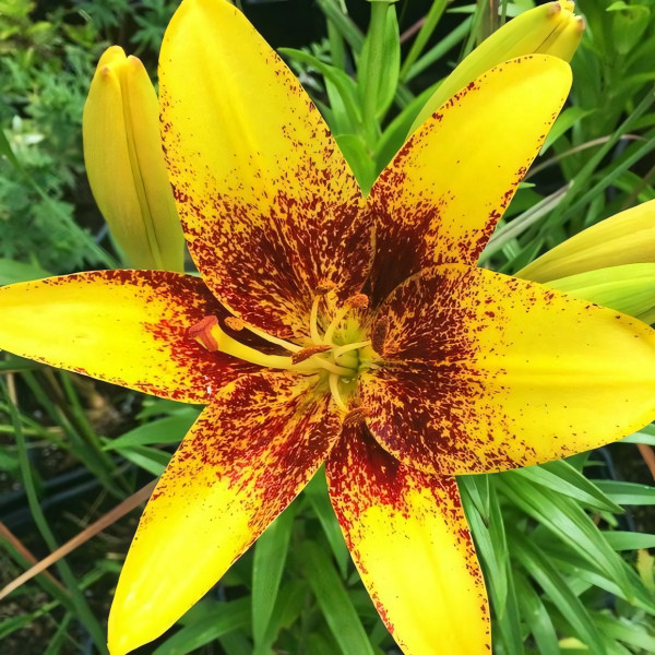  Лилия азиатская Yellow Brush (Йеллоу Браш)