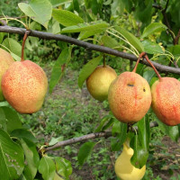Саженцы Груша Киргизская Зимняя
