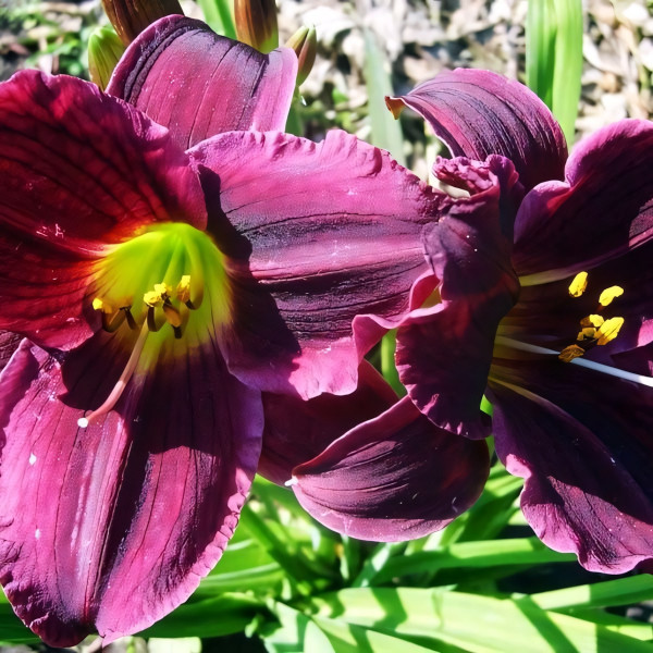 Саженцы Лилейник Super Purple (Супер Пепл)