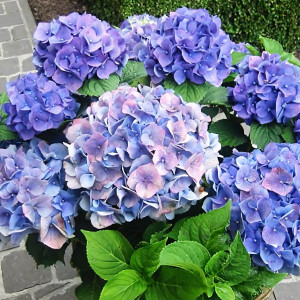 Гортензия крупнолистная Blauer Zwerg (Блау Цверг)