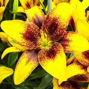  Лилия азиатская Yellow Brush (Йеллоу Браш)
