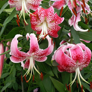  Лилия Speciosum Uchida (Сп. Ушида)