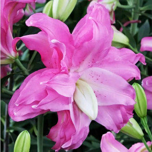  Лилия восточная Lotus Joy (Лотус Джой)