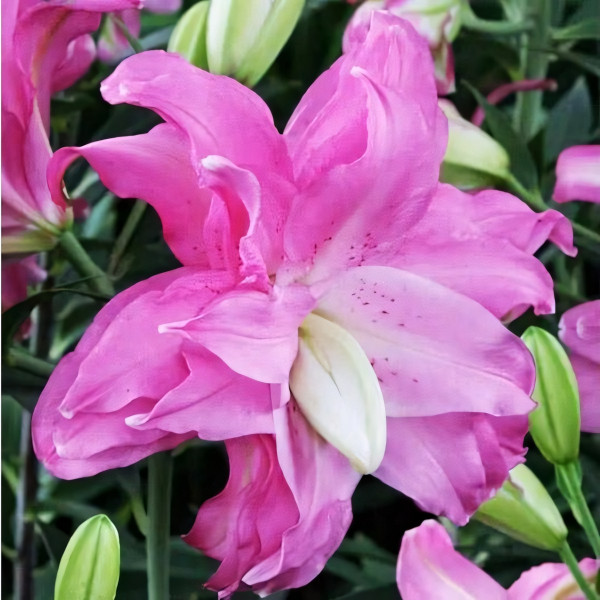  Лилия восточная Lotus Joy (Лотус Джой)