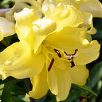  Лилия ОТ гибрид Exotic Sun (Экзотик Сан)