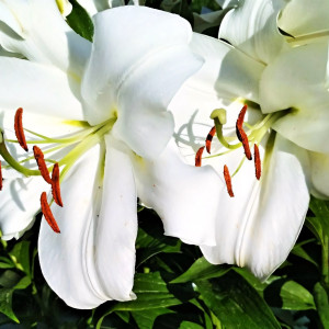  Лилия LOO гибрид White Triumphator (Уайт Триумфатор)
