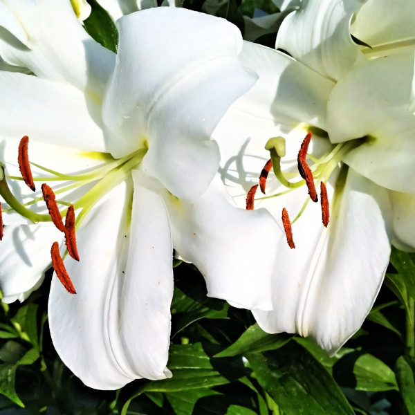  Лилия LOO гибрид White Triumphator (Уайт Триумфатор)