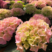 Гортензия крупнолистная Pink Sensation (Пинк Сенсейшн)