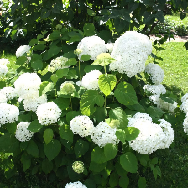 Гортензия древовидная Annabelle (Аннабель)