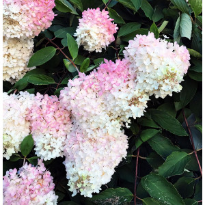 Гортензия метельчатая Grandiflora