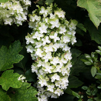 Гортензия дуболистная Snowflake (Сноуфлейк)