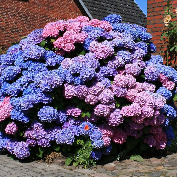 Гортензия крупнолистная Bouquet Rose (Букет Роуз)