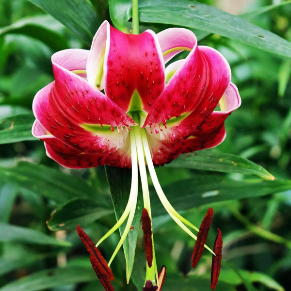  Лилия Speciosum Rubrum (Сп. Рубрум)
