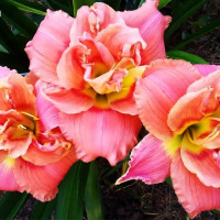 Саженцы Лилейник Congo Coral (Конго Корал)