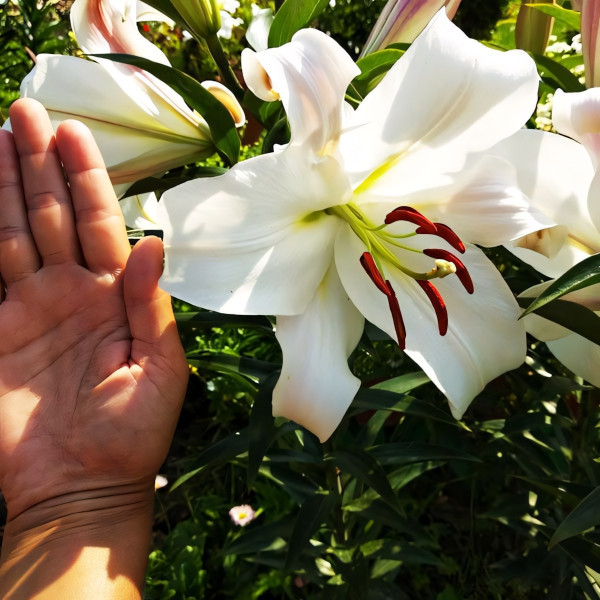  Лилия ОТ гибрид Pretty Women (Притти Вумен)