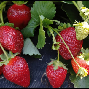 Клубника  Олимпия  (упаковка 5 шт.)