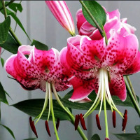  Лилия Speciosum Rubrum (Сп. Рубрум)