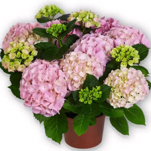 Гортензия крупнолистная Pink Sensation (Пинк Сенсейшн)