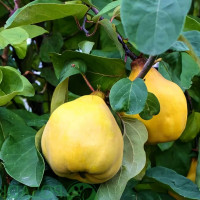 Саженцы Айва Кубанская Урожайная
