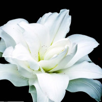  Лилия восточная Lotus Pure (Лотус Пьюр)