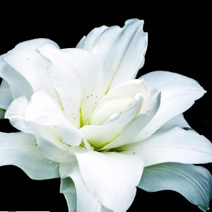  Лилия восточная Lotus Pure (Лотус Пьюр)