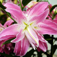  Лилия восточная Lotus Elegance (Лотус Элеганс)