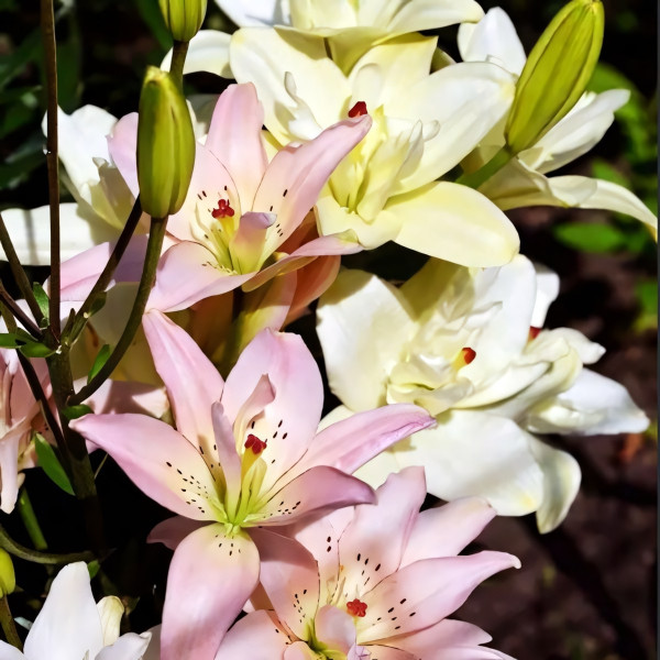  Лилия азиатская Spring Pink (Спринг Пинк)