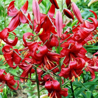  Лилия тигровая Red Flavour (Рэд Флейвоур)