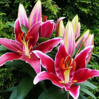  Лилия восточная Magny Cours (Магни Корз)