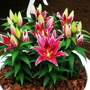  Лилия восточная Magny Cours (Магни Корз)