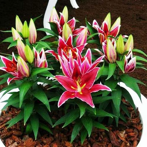  Лилия восточная Magny Cours (Магни Корз)