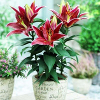  Лилия восточная Magny Cours (Магни Корз)