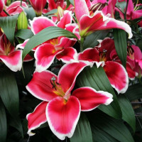  Лилия ОТ гибрид Anzio (Анзио)