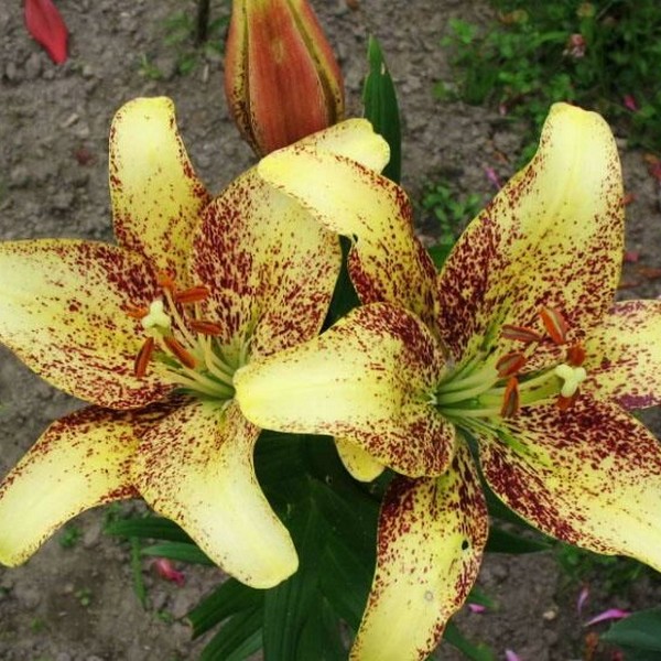  Лилия Санкрест