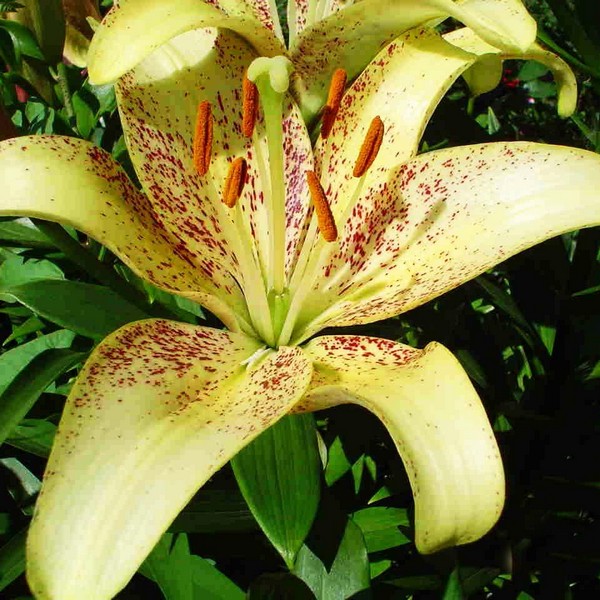  Лилия Санкрест