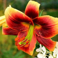  Лилия ОТ гибрид Debby (Дебби)