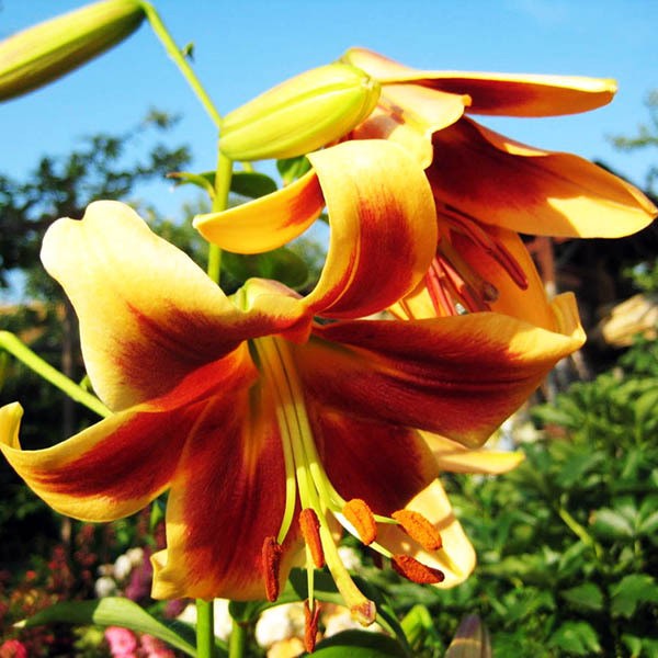  Лилия ОТ гибрид Debby (Дебби)